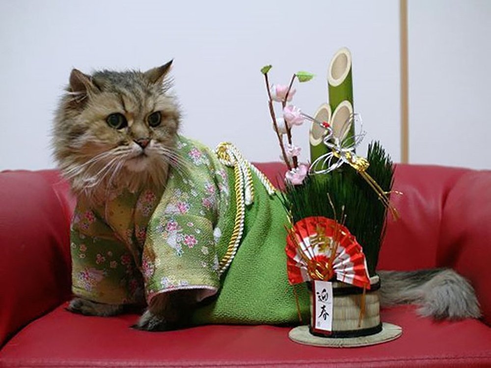 Japonya’da kimono ve kediler artık birbirleriyle sıklıkla anılır oldu galerisi resim 1