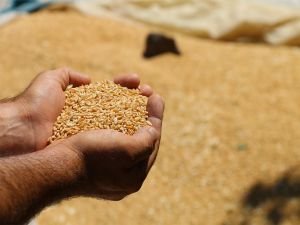 Şanlıurfa'da buğday 0,70- 1,10 liradan satıldı