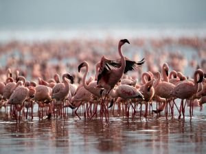 Tanzanya’da On Yıllık Mücadeleyi Flamingolar Kazandı
