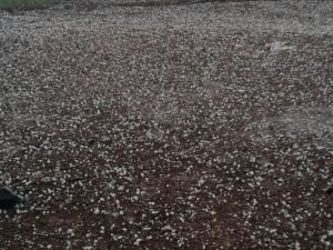 Viranşehir’de dolu yağışı etkili oldu