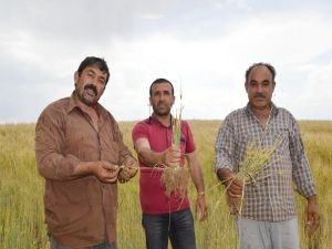 ​Çiftçiler yaşadıkları kuraklık nedeniyle destek bekliyor