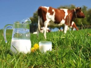 Ekim ayında 803 bin ton inek sütü toplandı