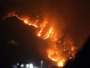 Güney Kore'de orman yangını: Nükleer santral tehlikede