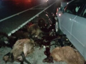 Bingöl’de otomobil koyun sürüsüne çarptı: 28 koyun telef oldu