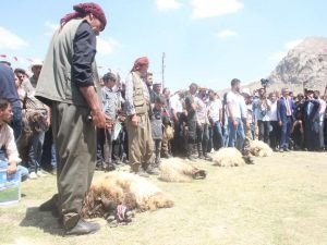 Şırnak’ta geleneksel Kuzu Kırpma Festivali düzenlendi