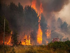 Belçika'da orman yangınlarına karşı yeni önlemler alındı