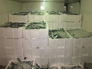 ​İstanbul'da 1 ton su ürününe el konuldu