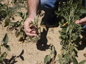 İtalya'da kuraklık tarım sektöründe etkisini gösteriyor