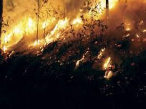 ABD'de "orman yangını" alarmı