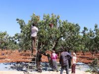 Fıstığın başkentinde hasat dönemi