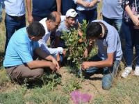 Fıstık çöğürü aşılaması yapıldı