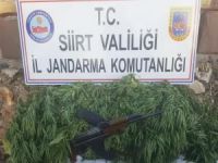 Hint keneviri yetiştiren şahıs yakalandı