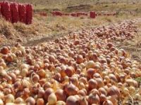 Soğanda sıfır gümrük vergisi süresi uzatıldı