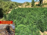 2 milyon kök kenevir bitkisi ele geçirildi