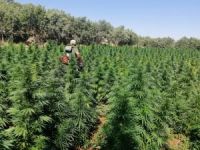 Bir milyon 288 bin 960 kök kenevir bitkisi imha edildi