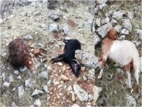 Aç kurtlar sürüye saldırdı