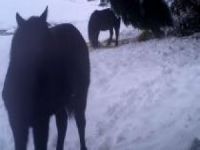 Yem bırakılan yaban hayvanlarının beslenme anları foto kapana takıldı