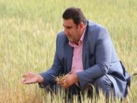 Kuraklığın vurduğu ekinler tarlada kurumaya başladı