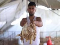 Gazze Tarım Bakanlığı: Kümes hayvancılığında büyük bir kriz yaşanıyor
