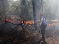 Tarsus'ta orman yangını