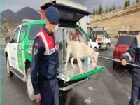 Kayseri’de yetiştirilmesi yasak olan bir köpek yetkililer tarafından yakalandı
