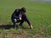Zahireci ve Hububatçılar Derneği Başkanı Ay: Türkiye’de buğday problemi yok