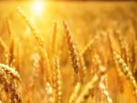 Rusya tahıl ihracatını kısıtlama kararı aldı