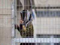 Suriye zindanlarında esir alınan Filistinli kadınlardan haber alınamıyor