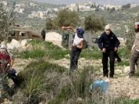 Yahudi işgalciler Filistinlilere ait zeytin ağaçlarını kesti