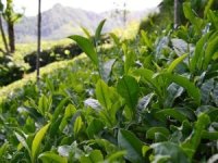 Yaş çay alım fiyatları açıklandı