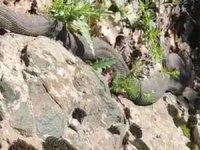 Elazığ'da 3 metre uzunluğunda yılan görüldü