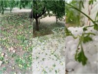 Malatya’da dolu, kayısı ile yüzlerce dönüm ekili sebze alanını vurdu