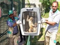 Gürbulak Sınır Kapısı'nda yakalanan 3 Mamak maymunu Malatya'ya getirildi