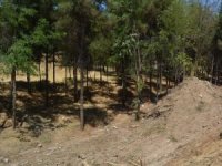 Afyonkarahisar'da ormanlık alanlarda mangal ve semaver yakmak yasaklandı