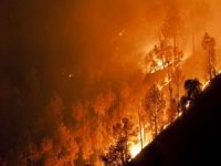 Almanya'da orman yangınlarında binlerce hektar alan yandı