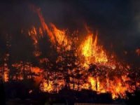 Tokat'a orman yangını