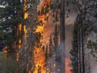 Kazakistan'da orman yangınları nedeniyle acil durum ilan edildi