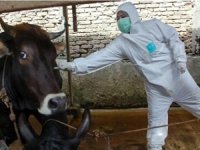 Denizli'de şap hastalığı nedeniyle hayvan pazarları kapatıldı
