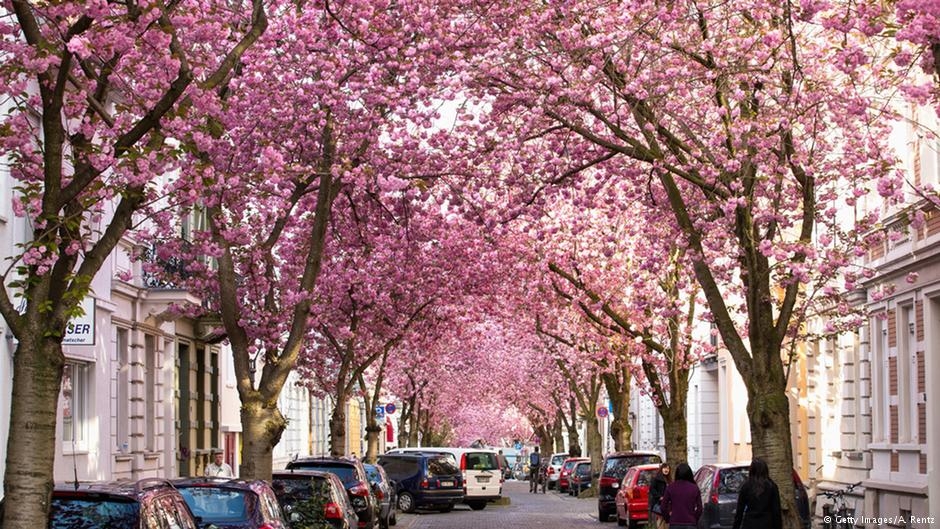 Bonn'da kiraz çiçekleri turistlerin gözdesi 1