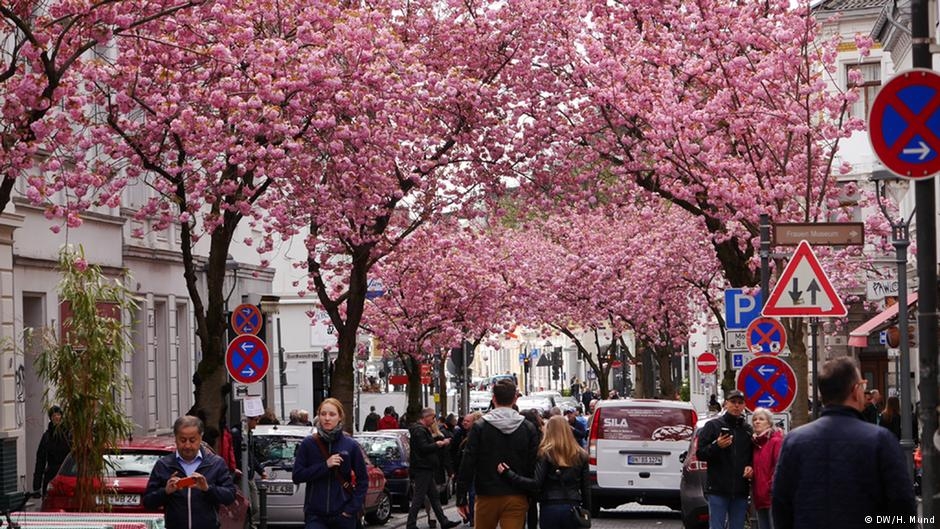 Bonn'da kiraz çiçekleri turistlerin gözdesi 3