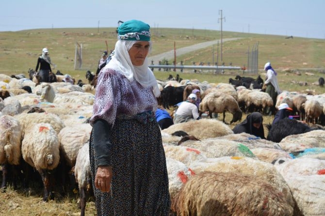 Berivanların zorlu geçim yolculuğu 14