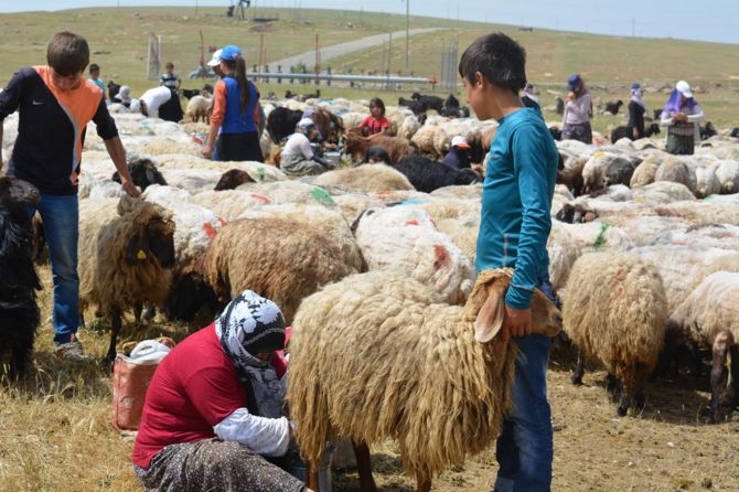 Berivanların zorlu geçim yolculuğu 15