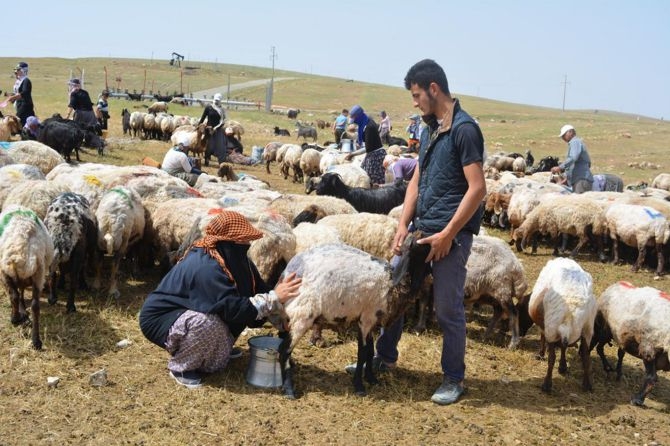 Berivanların zorlu geçim yolculuğu 33