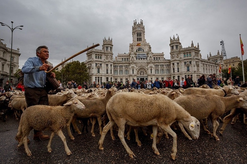 Madrid'de koyunlar şehre indi 2