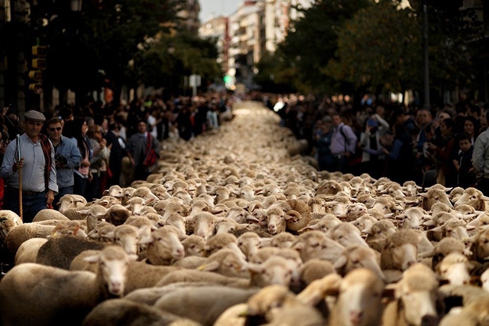 Madrid'de koyunlar şehre indi 4