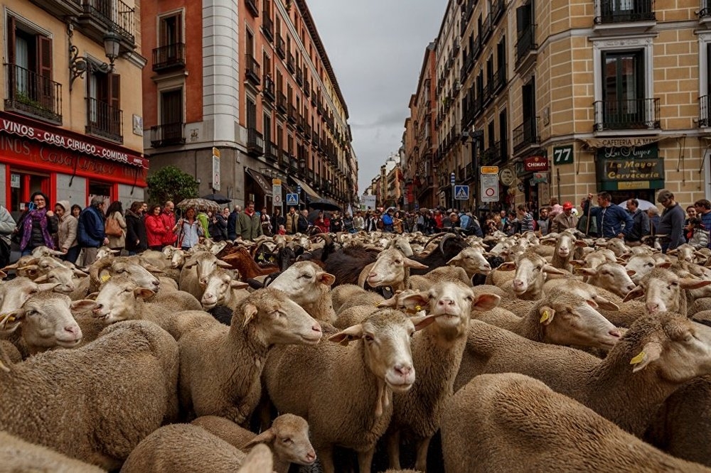 Madrid'de koyunlar şehre indi 5