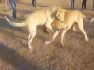 Köpek dövüştürenlere 83 bin 400 lira ceza kesildi