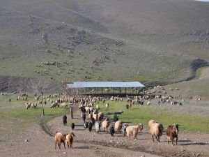 Ziraat Mühendisi Doğan: İnsanlar her geçen gün tarım ve hayvansal üretimden kopuyor