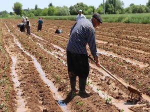 Mevsimlik tarım işçilerinin ortalama günlük ücretleri arttı