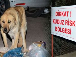 Artvin'de kuduz riski nedeniyle hayvan giriş çıkışları yasaklandı